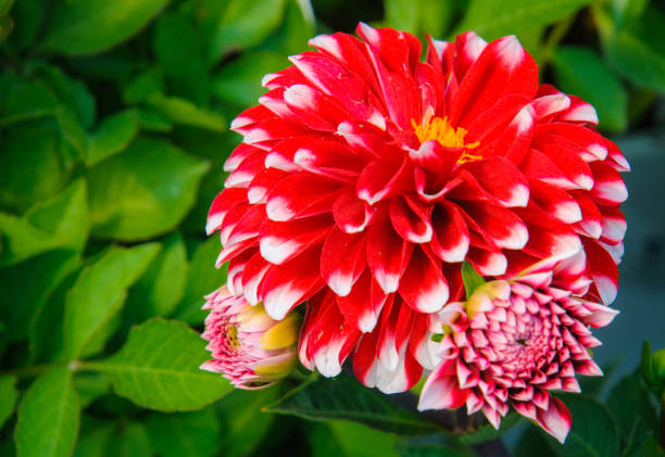 A dahlia \
