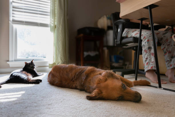 Young woman working at her desk with her dog and cat at her feet in the late morning.
