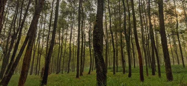 istock Sunrise in a tropical forest 1320688171