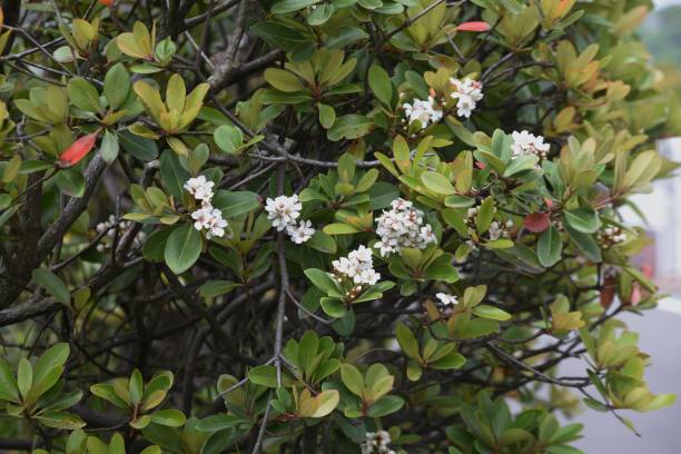 Yeddo hawthorn blossoms Yeddo hawthorn blossoms blooming by the roadside. Rosaceae evergreen shrub, Beach plants. indian hawthorn stock pictures, royalty-free photos & images