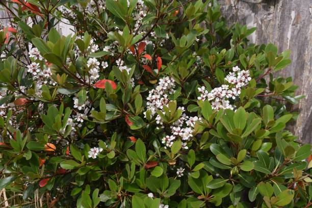 Yeddo hawthorn blossoms Yeddo hawthorn blossoms blooming by the roadside. Rosaceae evergreen shrub, Beach plants. indian hawthorn stock pictures, royalty-free photos & images
