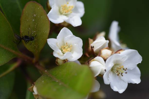 Yeddo hawthorn blossoms Yeddo hawthorn blossoms blooming by the roadside. Rosaceae evergreen shrub, Beach plants. indian hawthorn stock pictures, royalty-free photos & images