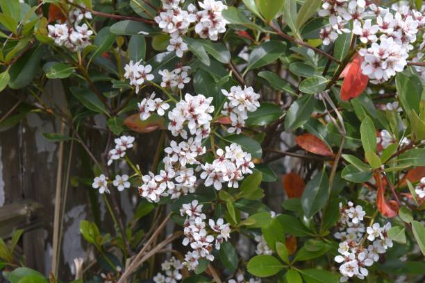 Yeddo hawthorn blossoms Yeddo hawthorn blossoms blooming by the roadside. Rosaceae evergreen shrub, Beach plants. indian hawthorn stock pictures, royalty-free photos & images