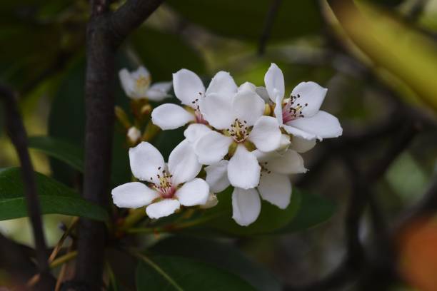 Yeddo hawthorn blossoms Yeddo hawthorn blossoms blooming by the roadside. Rosaceae evergreen shrub, Beach plants. indian hawthorn stock pictures, royalty-free photos & images