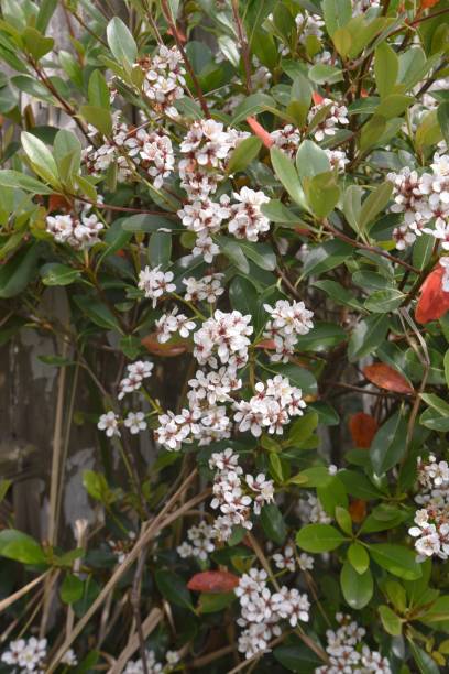 Yeddo hawthorn blossoms Yeddo hawthorn blossoms blooming by the roadside. Rosaceae evergreen shrub, Beach plants. indian hawthorn stock pictures, royalty-free photos & images