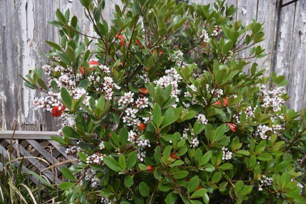 Yeddo hawthorn blossoms Yeddo hawthorn blossoms blooming by the roadside. Rosaceae evergreen shrub, Beach plants. indian hawthorn stock pictures, royalty-free photos & images