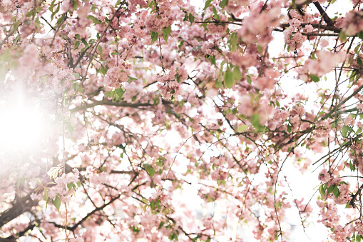 Cherry Blossom, Sakura Flower, Blossoming Cherry Tree In Full Bloom. Blowing Cherry Blossoms or Sakura Flowers in A Japanese Garden in Spring. Sakura over sunlight sky.