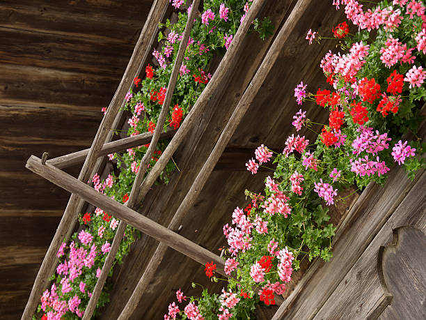 Outdoor photography from a farm house arcade with flowers.