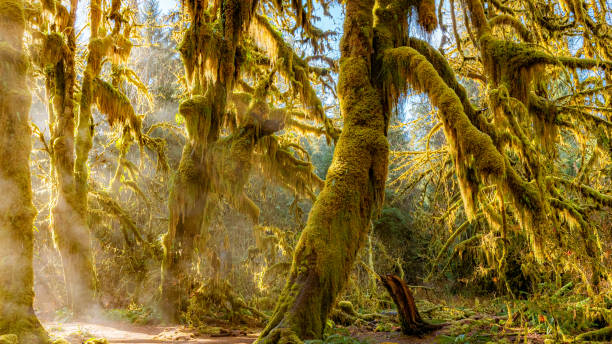 Photo of A path in the fairy green forest. The forest along the trail is filled with old temperate trees covered in green and brown mosses. Hoh Rain Forest, Olympic National Park, Washington state, USA