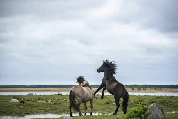 Two konik horse stallions are fighting at Engure lake, Latvia
