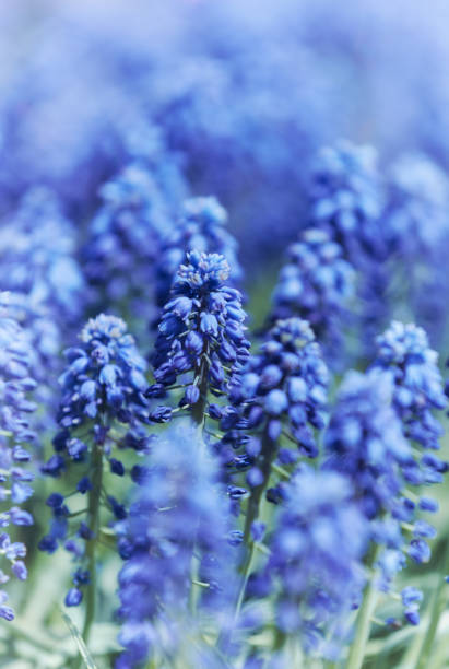 istock Selective focus on lavender flower. Plant background. Close up. 1320691193