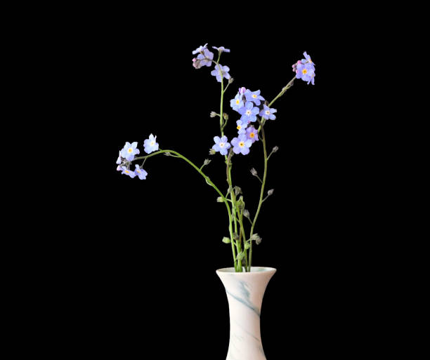 Still Life Spring Flowers - Forget-me-nots stock photo