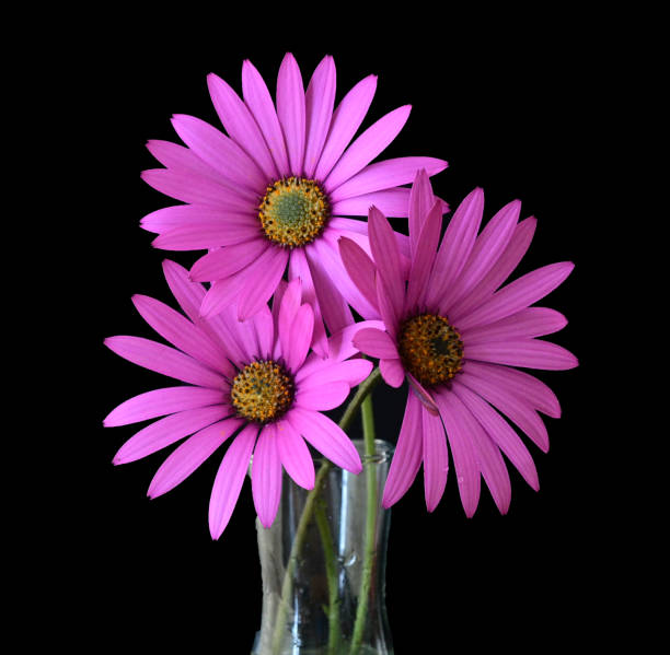 Still Life Spring Flowers - Pink Daisies stock photo