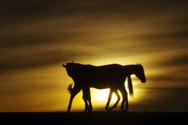 istock Horse couple at sunset 1320693177