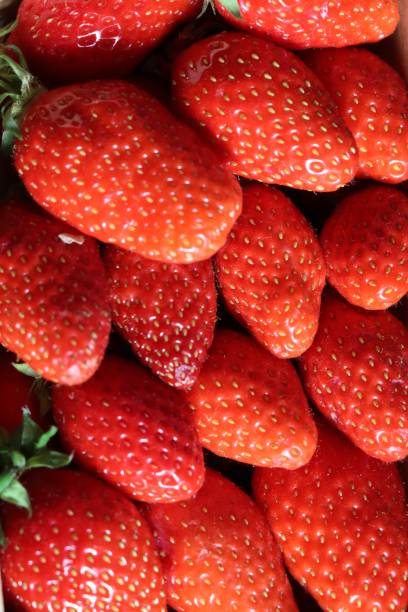 Gariguette strawberries stock photo