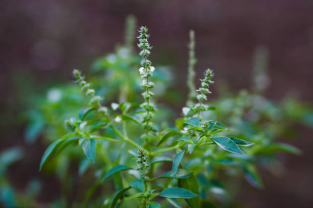 Selective focus of Green Basil plant with blurred background. Basil or kemangi is a small herb that commonly eaten as lalap in Indonesia. The aroma of the leaves is distinctive, strong yet soft with a touch of lime scent. foco selectivo de la planta de albahaca verde con fondo borroso. la albahaca o kemangi es una pequeña hierba que se come comúnmente como lalap en indonesia. el aroma de las hojas es distintivo, fuerte pero suave con un toque de aroma a lima.