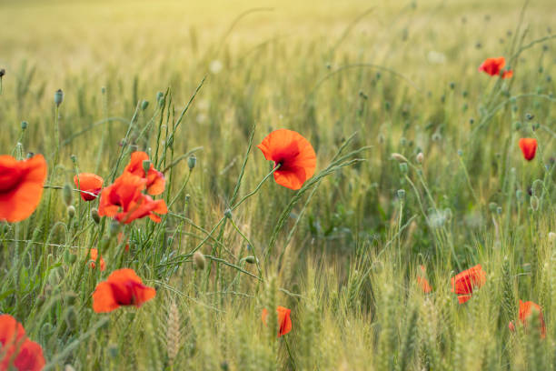 istock Red poppies between green wheat 1320695746