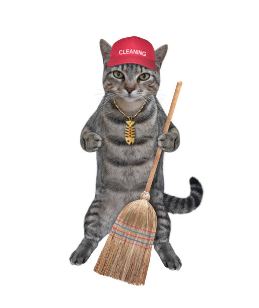 istock Cat gray stands with straw broom 1320696842