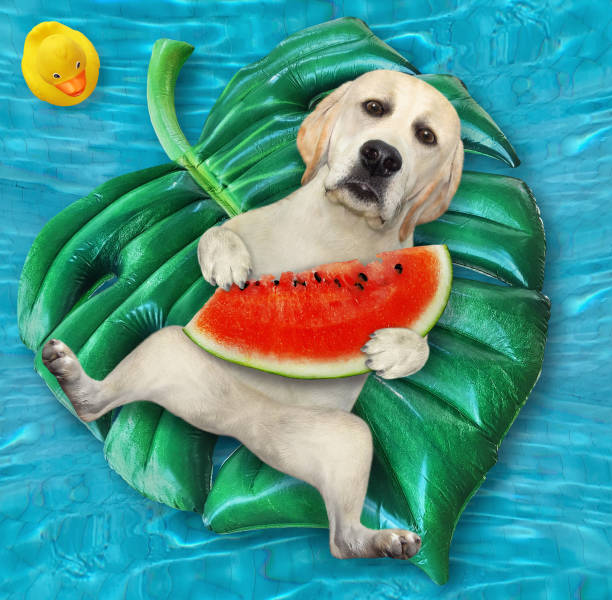 istock Dog labrador in pool on inflatable leaf 1320696848