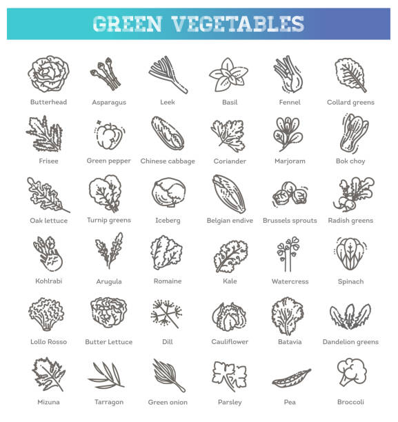 ilustrações de stock, clip art, desenhos animados e ícones de green salad leaves. vector vegetarian healthy food leaf set - acelgas