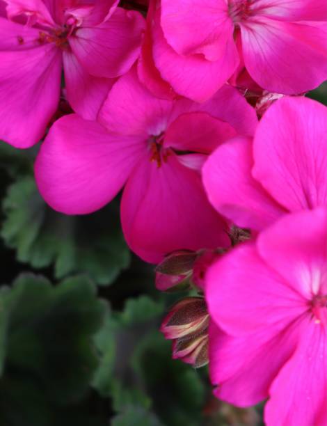 istock Pink flowers of geraniums 1320698944