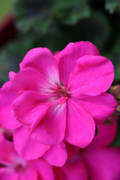 istock Pink flowers of geraniums 1320698947