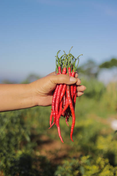 istock a bunch of fresh curly red chilies on hand 1320698963