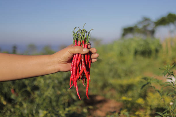 istock a bunch of fresh curly red chilies on hand 1320699129