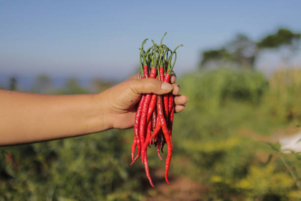 istock a bunch of fresh curly red chilies on hand 1320699131