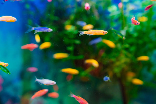 Danio small, fast fish with unusual colors. Danio small, fast fish with unusual colors. unpretentious breed for novice aquarists. small multi-colored fish swim in the aquarium. Pets. meditation. pet shop. danio stock pictures, royalty-free photos & images