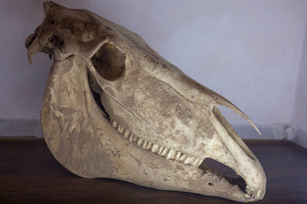 istock Horse skull. Animal head bone. 1320699997