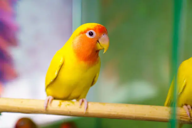 Photo of lovebird parrot. bird is inseparable. large, colorful, beautiful parrots.