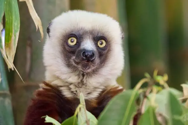 Coquerel’s Sifaka lemur portrait, Madagascar