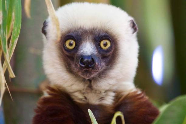 Surprise lemur face, Madagascar Surprise lemur face, Madagascar lemur madagascar stock pictures, royalty-free photos & images