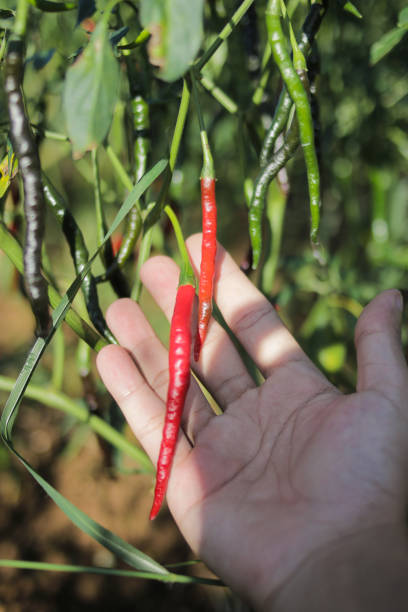 istock Fresh curly red chilies (Cabai Merah Keriting) hanging on the tree in the fields. 1320701930