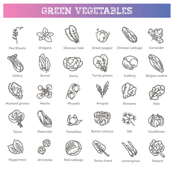 зеленые листья салата. вектор вегетарианский набор листьев здоровой пищи - kale chard vegetable cabbage stock illustrations