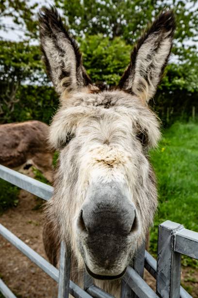 istock Heavily Furry Donkey Close-Up. 1320702974