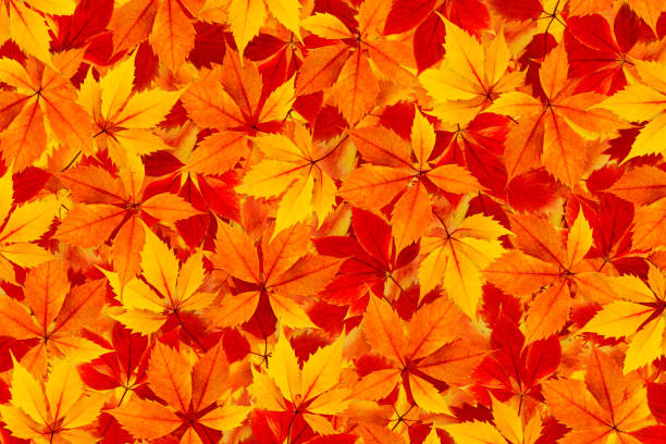 istock Colorful Autumn Leaves Background 1320704886