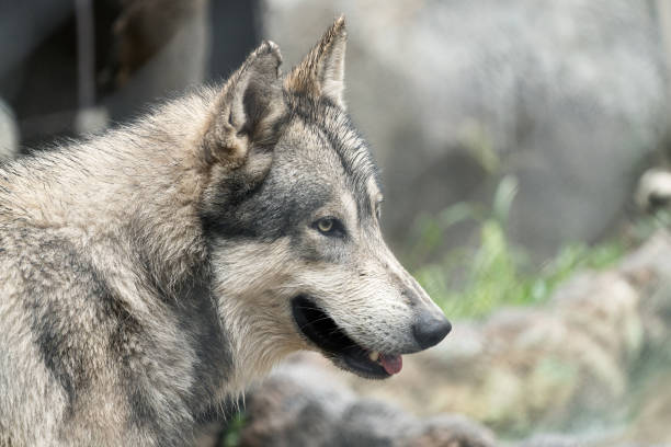 istock Huge Canadian wolf in the forest 1320706762