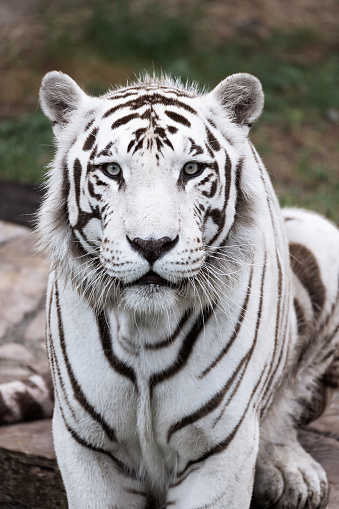 Big white tiger in the zoo