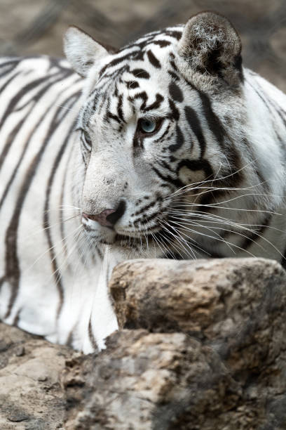istock Big white tiger in the zoo 1320707287