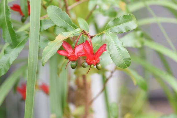 Ochna serrulata. Mickey-Mouse plant.