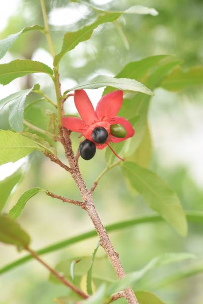 Ochna serrulata. Mickey-Mouse plant.