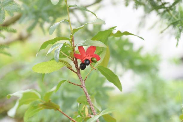 istock Ochna serrulata. Mickey-Mouse plant. 1320707528