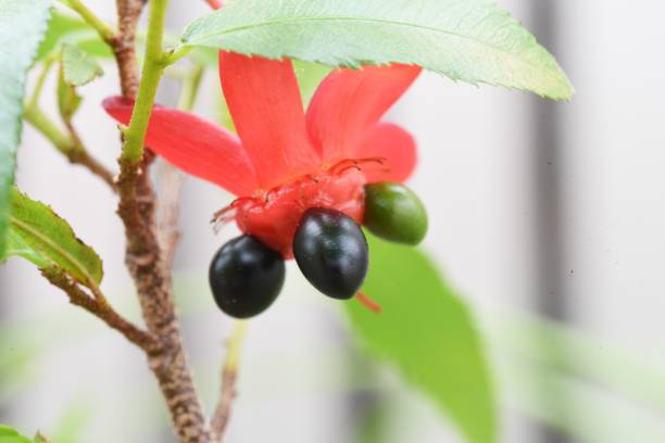 istock Ochna serrulata. Mickey-Mouse plant. 1320707529