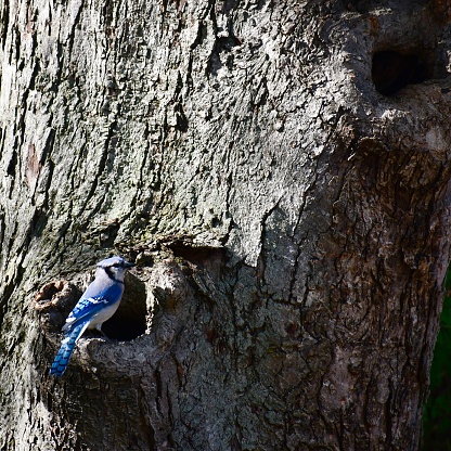 Blue Jay Tree Blue Jay On A Maple Tree Stock Photo - Download Image Now - Animal ...
