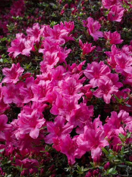 istock Pink flowers on a bush 1320709188