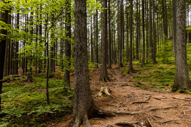 istock Long mountain trail in forest with bushes and trees around in Walbrzych mountains 1320709251
