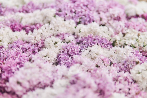 Purple lilac sway in the wind