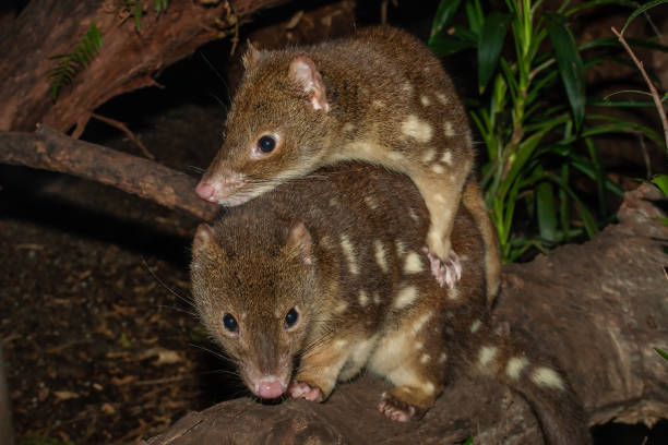 Tiger or Spotted-tailed Quoll Tiger or Spotted-tailed Quoll spotted quoll stock pictures, royalty-free photos & images